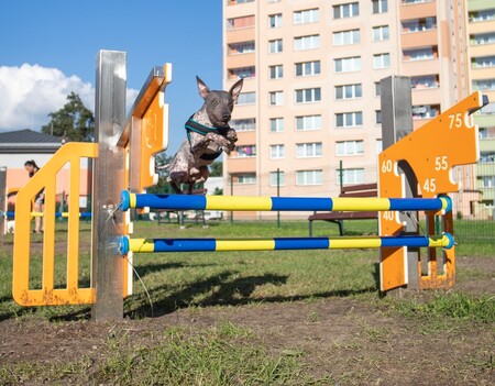 Slavnostní otevření agility ve Frýdku-Místku